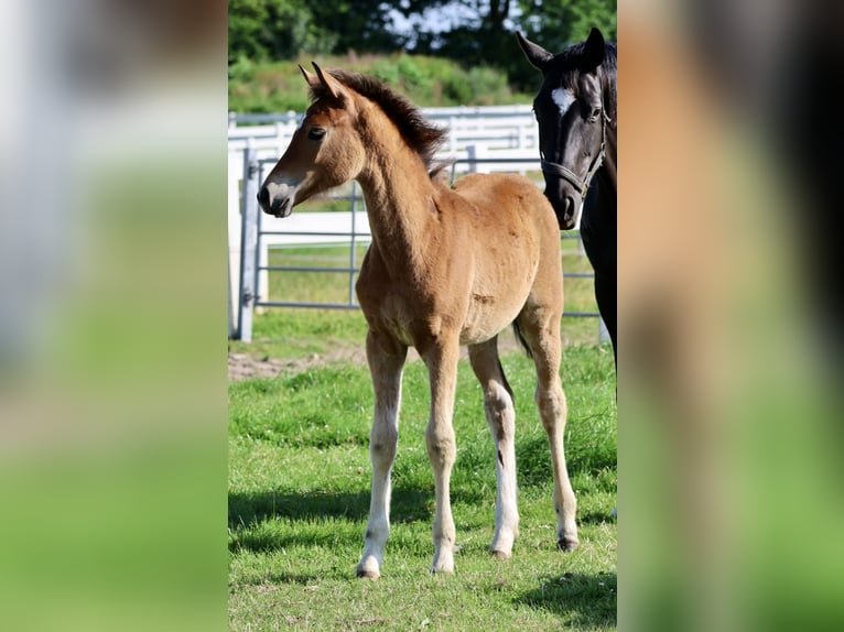 Trakehner Stute  Brauner in Bad Oldesloe