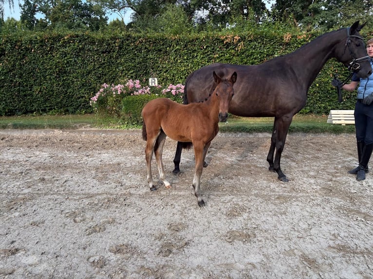 Trakehner Stute Fohlen (04/2026) Brauner in Verden (Aller)