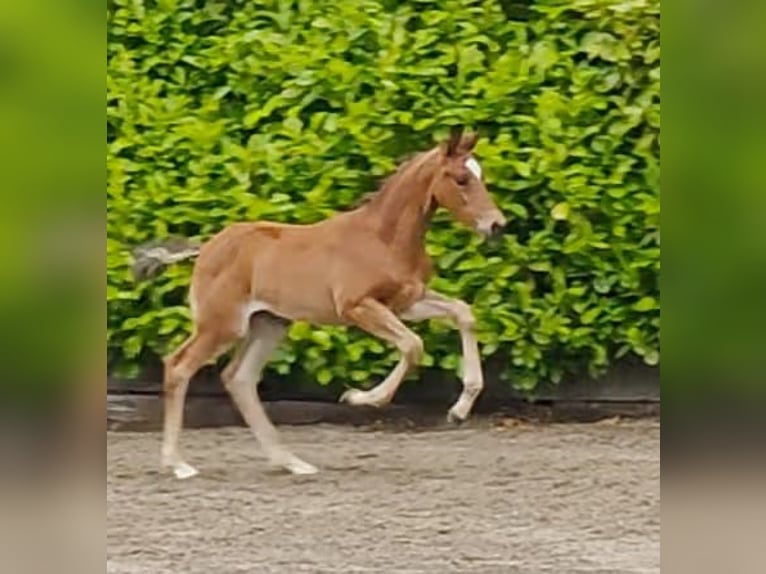 Trakehner Stute Fohlen (04/2026) Brauner in Neumünster