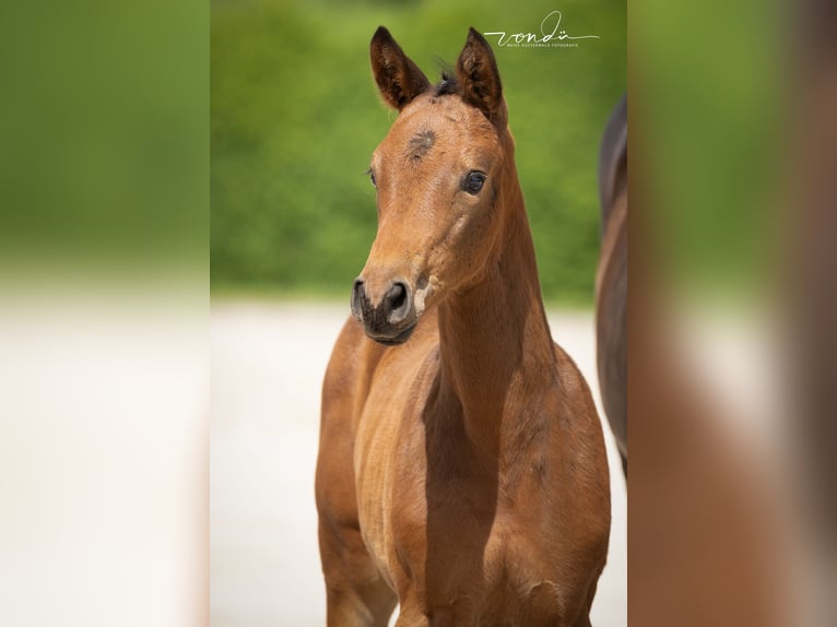 Trakehner Stute Fohlen (05/2026) Brauner in Wolfhagen