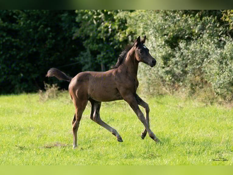 Trakehner Stute Fohlen (06/2025) Brauner in Goldkronach