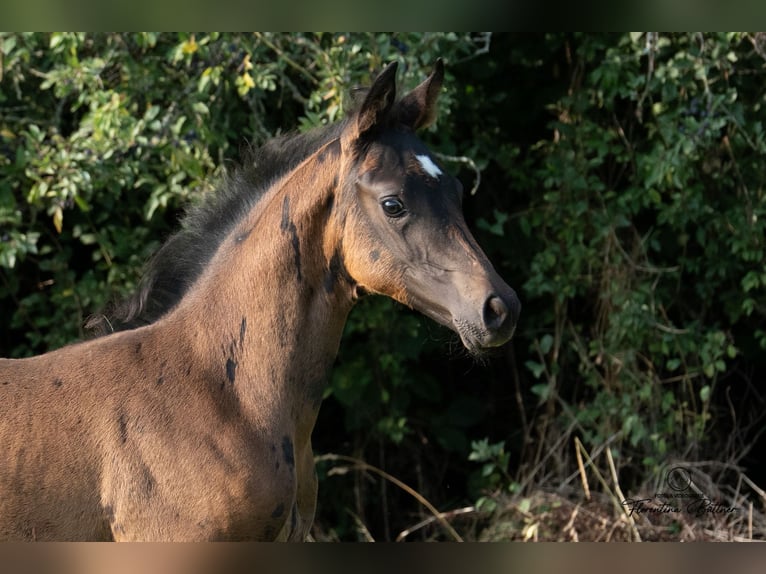 Trakehner Stute Fohlen (06/2025) Brauner in Goldkronach