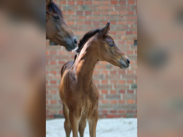 Trakehner Stute Fohlen (06/2026) Brauner in Reken