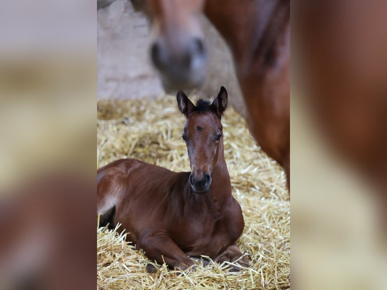 Trakehner Stute Fohlen (06/2026) Brauner in Reken