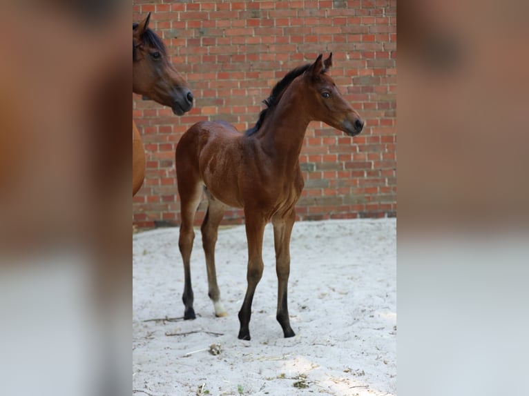 Trakehner Stute Fohlen (06/2026) Brauner in Reken