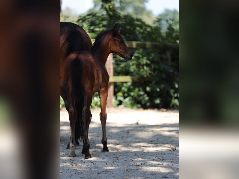 Trakehner Stute Fohlen (06/2026) Brauner in Reken