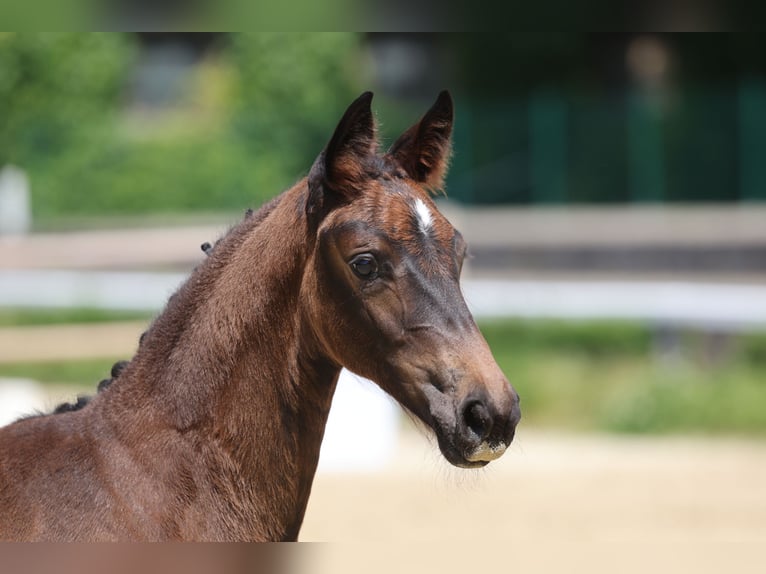Trakehner Stute Fohlen (04/2026) Dunkelbrauner in Hamm