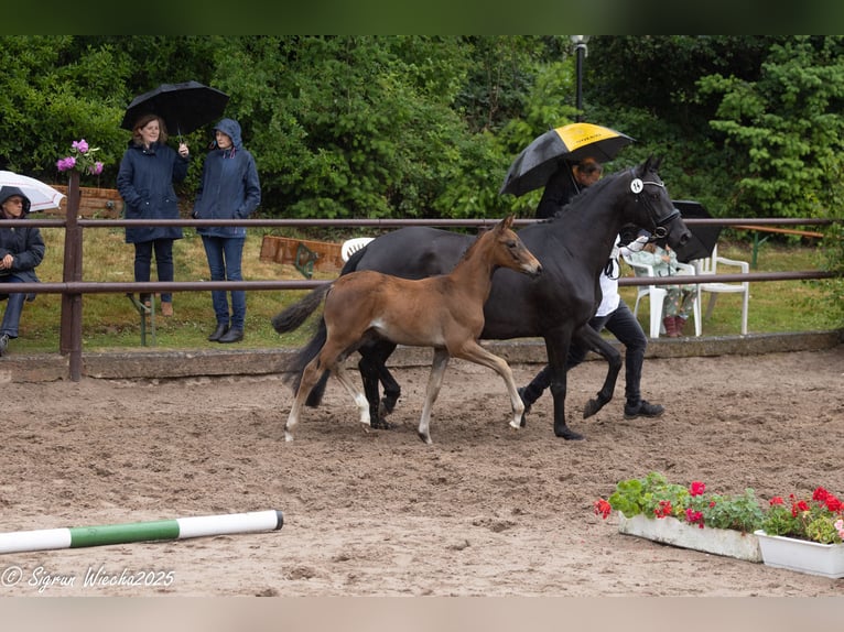 Trakehner Stute  Dunkelbrauner in Extertal