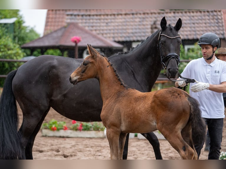 Trakehner Stute  Dunkelbrauner in Extertal