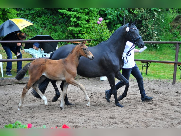Trakehner Stute  Dunkelbrauner in Extertal