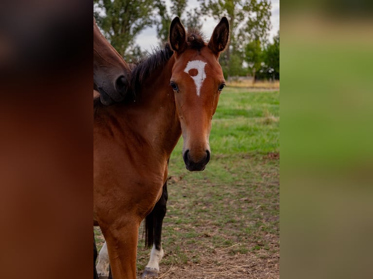 Trakehner Stute Fohlen (04/2026) Dunkelbrauner in Böbingen