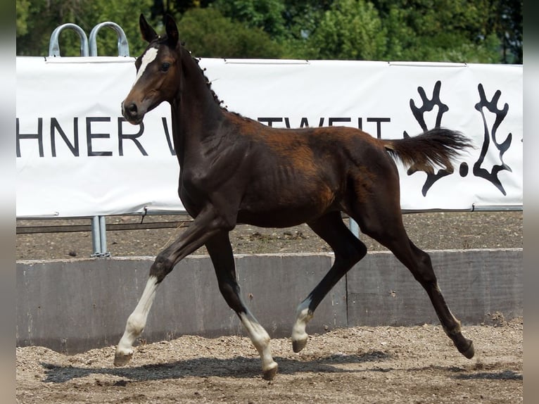Trakehner Stute Fohlen (03/2026) Dunkelbrauner in Günzburg