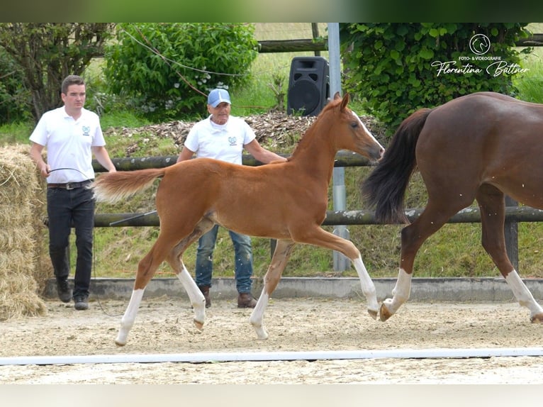 Trakehner Stute Fohlen (03/2026) Dunkelfuchs in Hennef