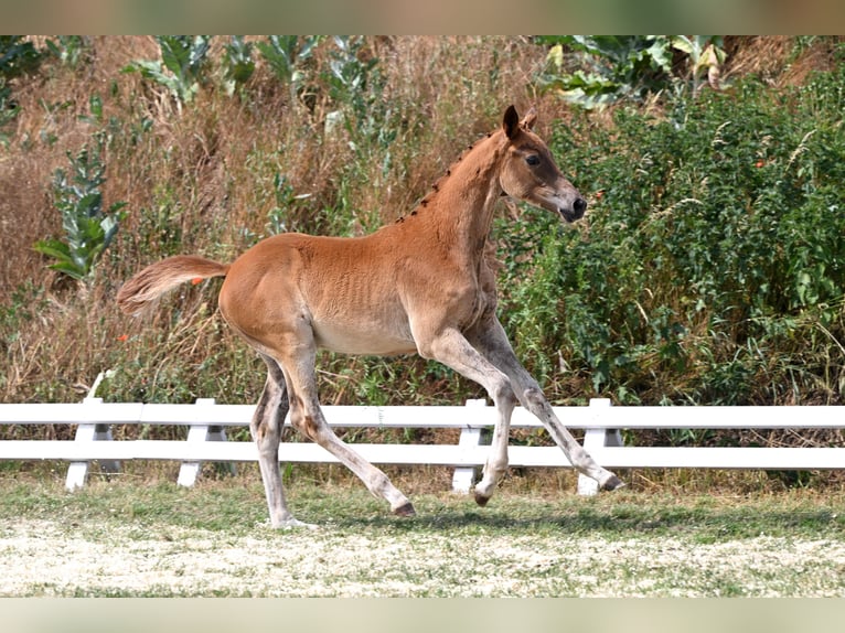 Trakehner Stute Fohlen (03/2026) Fuchs in Schackensleben