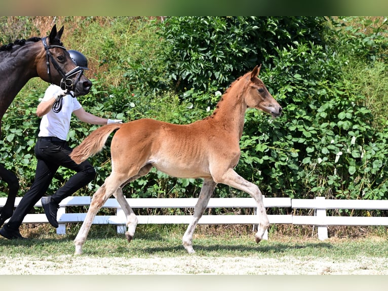 Trakehner Stute Fohlen (03/2026) Fuchs in Schackensleben
