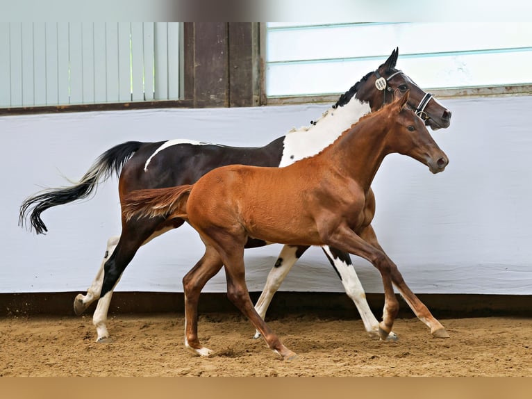 Trakehner Stute Fohlen (03/2025) Fuchs in Abtsgm&#xFC;nd