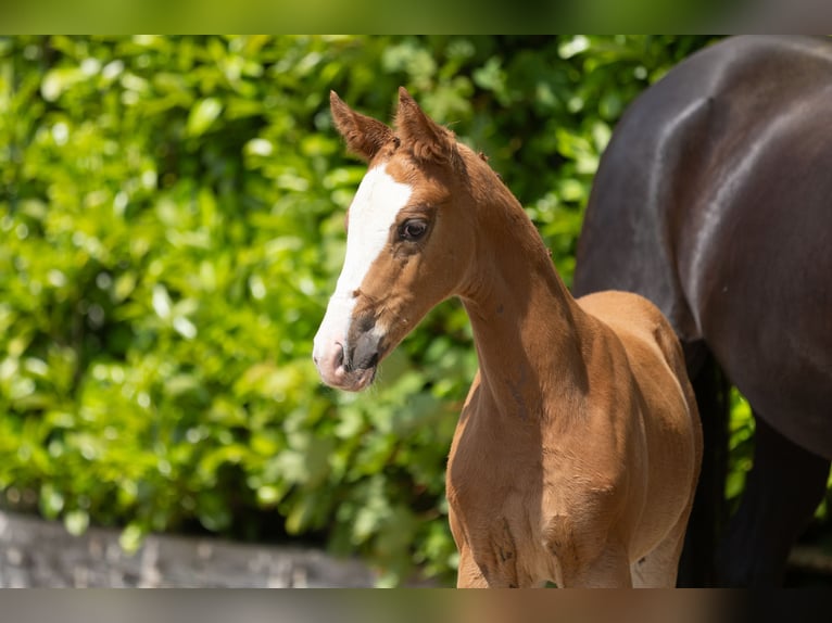 Trakehner Stute Fohlen (04/2025) Fuchs in Peissen