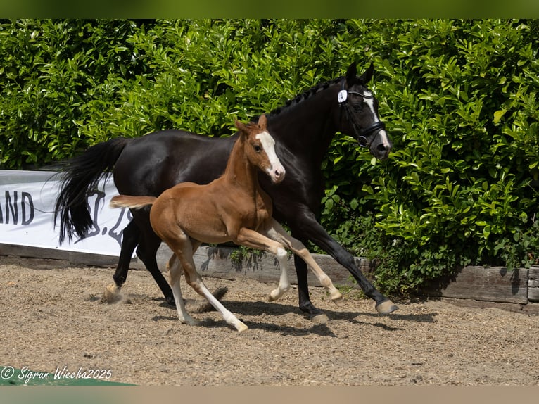 Trakehner Stute Fohlen (04/2025) Fuchs in Peissen