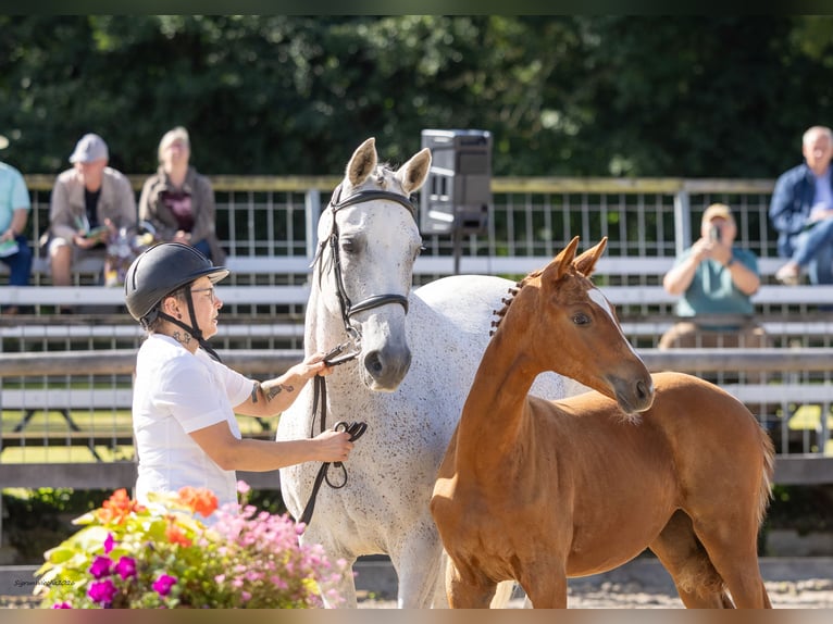 Trakehner Stute Fohlen (04/2026) Kann Schimmel werden in Pirna