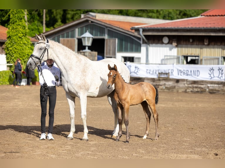 Trakehner Stute Fohlen (04/2026) Kann Schimmel werden in Aukrug
