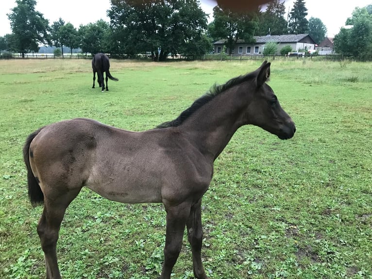 Trakehner Stute Fohlen (05/2025) Rappe in Soltendieck