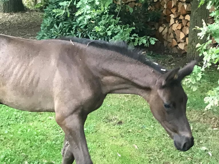 Trakehner Stute Fohlen (05/2025) Rappe in Soltendieck