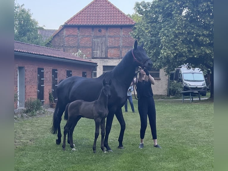 Trakehner Stute Fohlen (05/2025) Rappe in Soltendieck