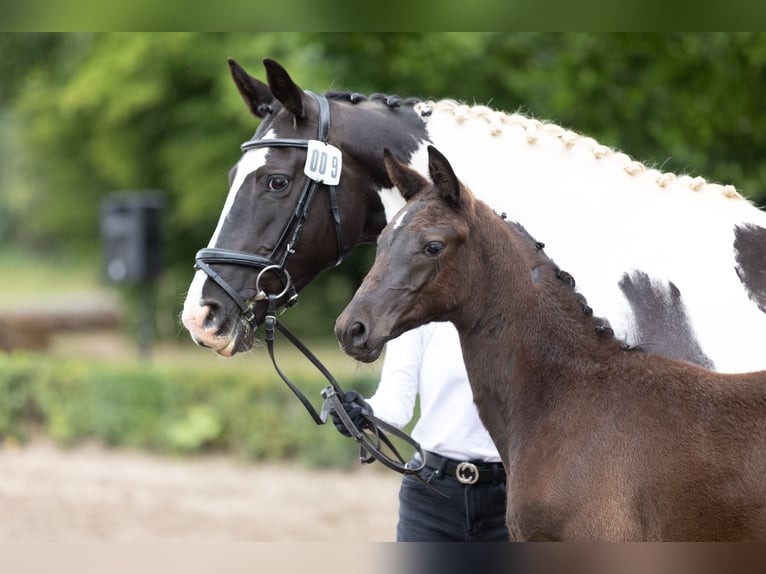 Trakehner Stute Fohlen (03/2025) Rappe in Bad Lauterberg im Harz