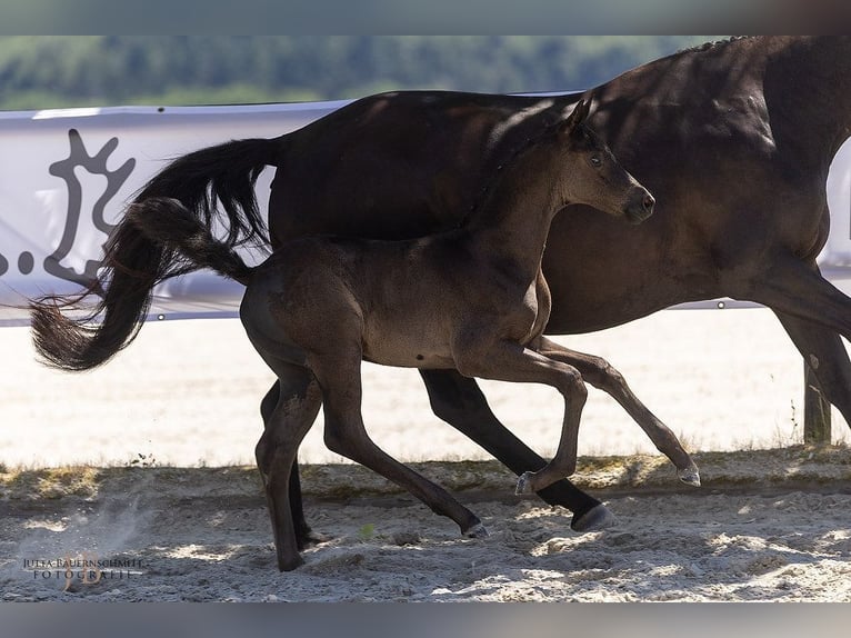 Trakehner Stute Fohlen (05/2025) Rappe in Schotten