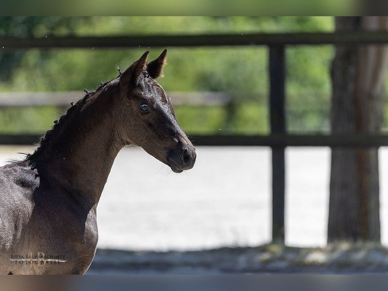 Trakehner Stute Fohlen (05/2025) Rappe in Schotten