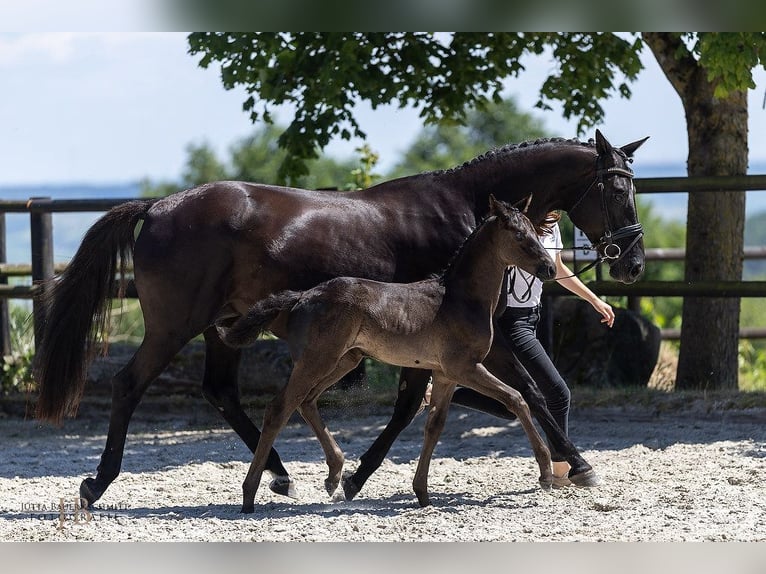 Trakehner Stute Fohlen (05/2025) Rappe in Schotten