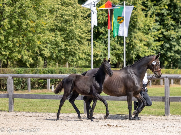 Trakehner Stute Fohlen (03/2025) Rappe in Warlitz