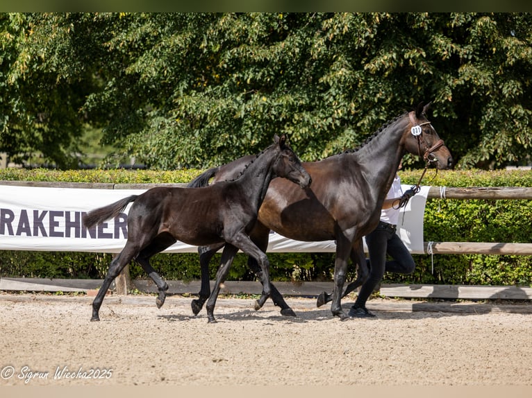 Trakehner Stute Fohlen (03/2025) Rappe in Warlitz