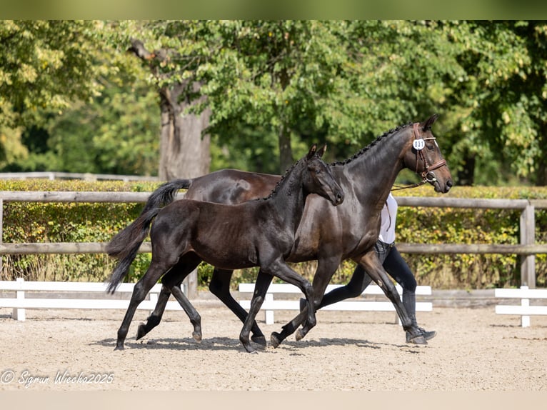 Trakehner Stute Fohlen (03/2025) Rappe in Warlitz