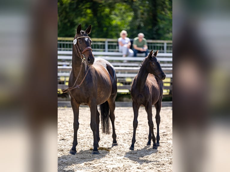 Trakehner Stute Fohlen (03/2025) Rappe in Warlitz