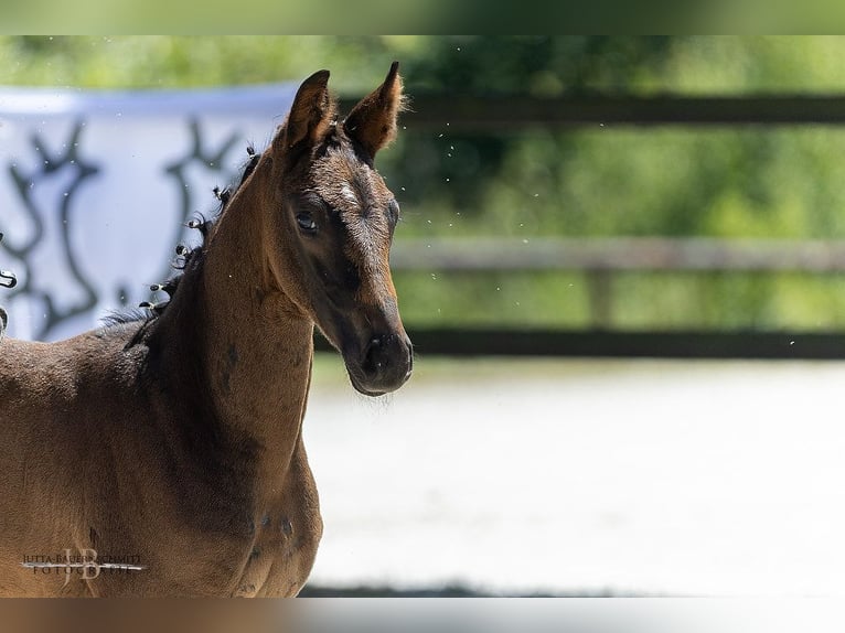 Trakehner Stute Fohlen (04/2025) Rappe in Laubach