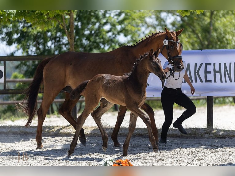 Trakehner Stute Fohlen (04/2025) Rappe in Laubach