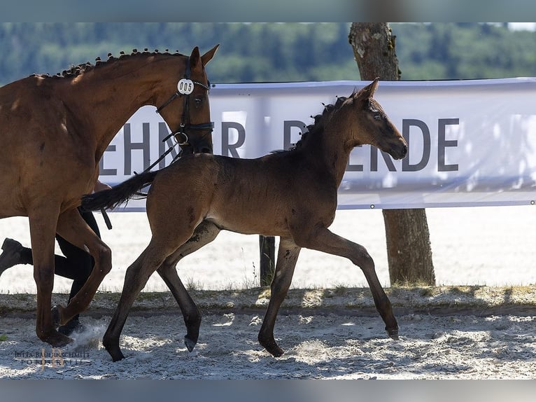 Trakehner Stute Fohlen (04/2025) Rappe in Laubach