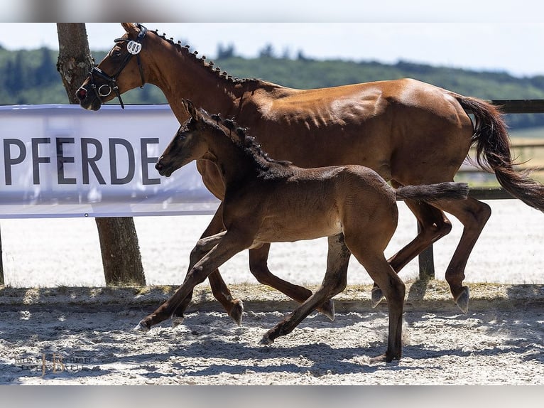 Trakehner Stute Fohlen (04/2025) Rappe in Laubach