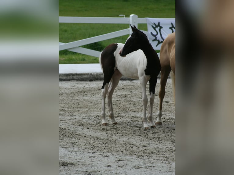 Trakehner Stute Fohlen (03/2024) Schecke in Lüdersdorf