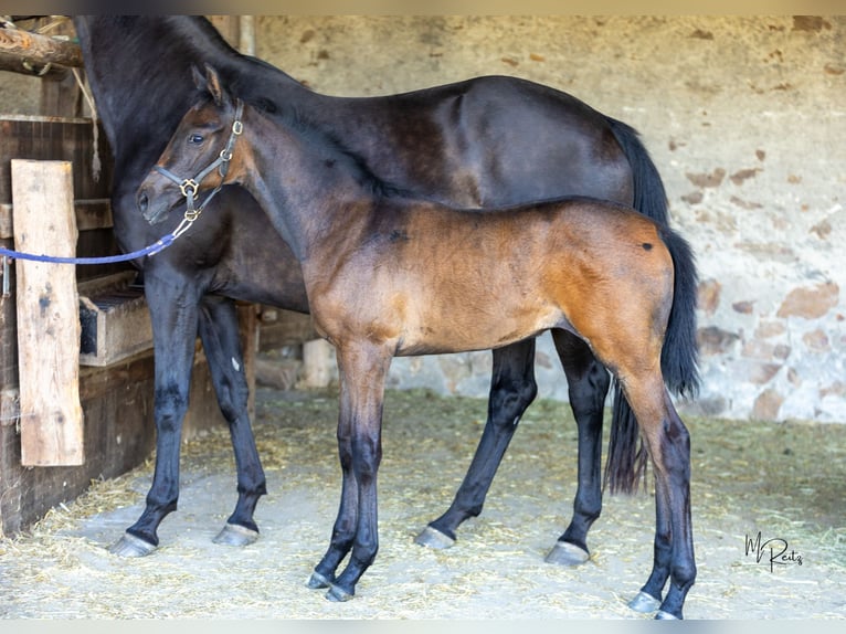 Trakehner Stute Fohlen (06/2025) Schimmel in Seibersbach