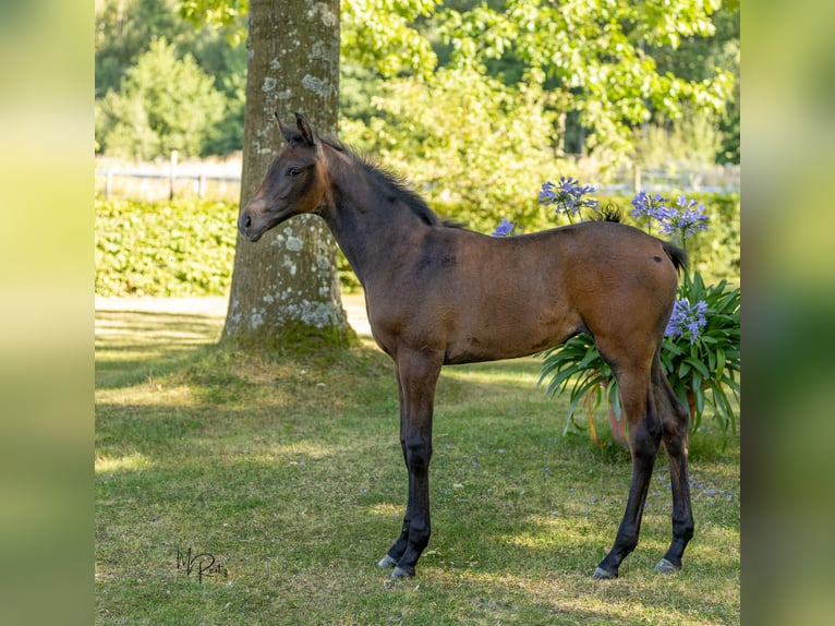 Trakehner Stute Fohlen (06/2025) Schimmel in Seibersbach