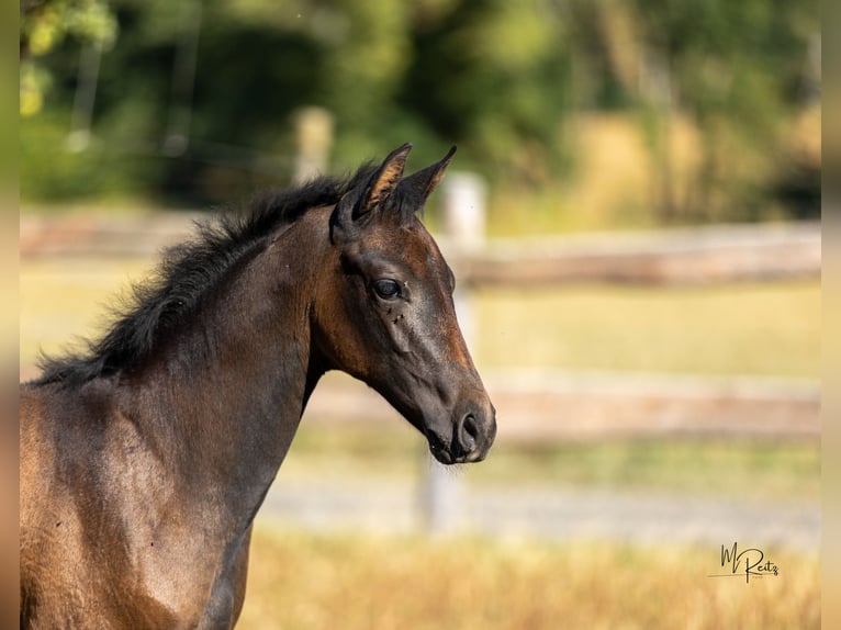 Trakehner Stute Fohlen (06/2025) Schimmel in Seibersbach