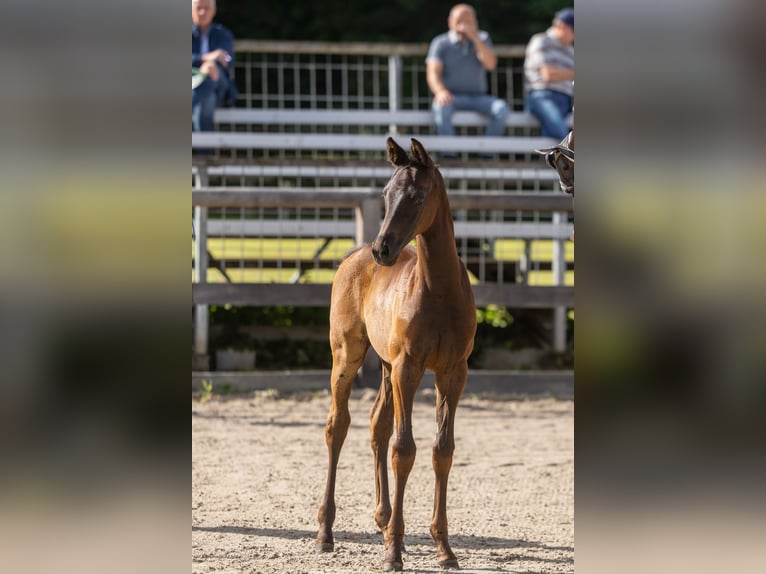 Trakehner Stute Fohlen (07/2026) Schwarzbrauner in Bad Grund (Harz)