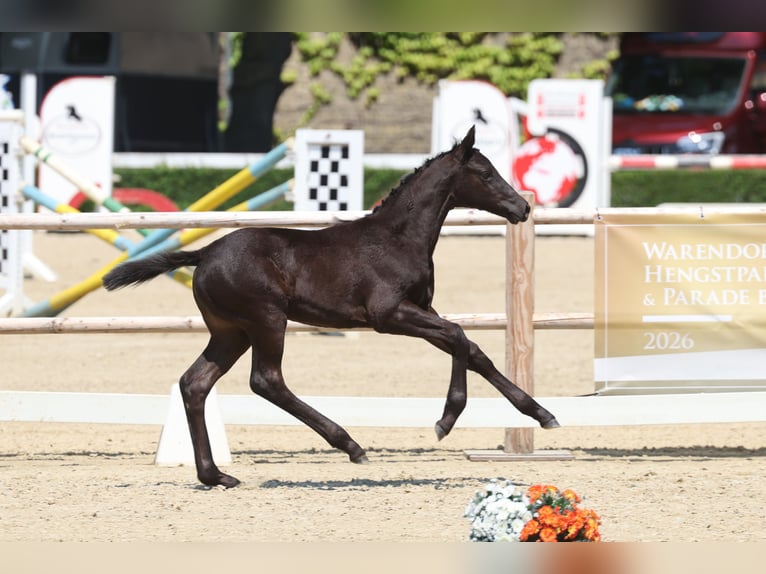 Trakehner Stute Fohlen (05/2026) Schwarzbrauner in Leichlingen