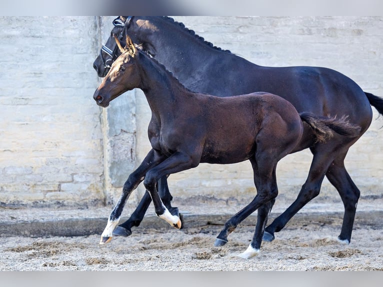 Trakehner Stute Fohlen (04/2024) Schwarzbrauner in Allmannshofen