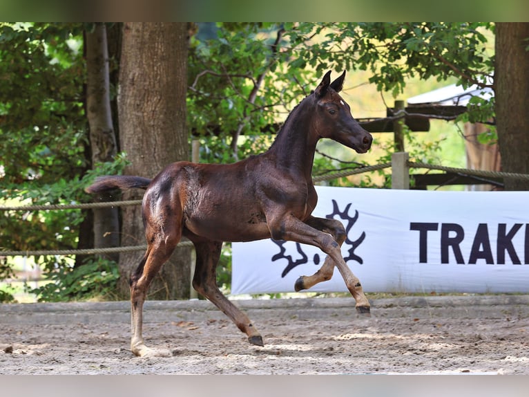 Trakehner Stute Fohlen (01/2025) Schwarzbrauner in Wickede