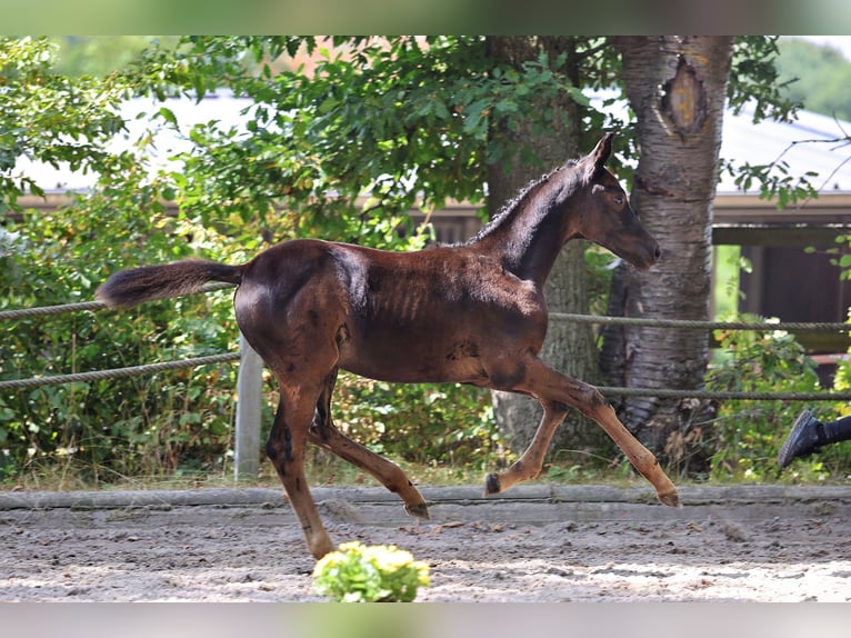 Trakehner Stute Fohlen (01/2025) Schwarzbrauner in Wickede