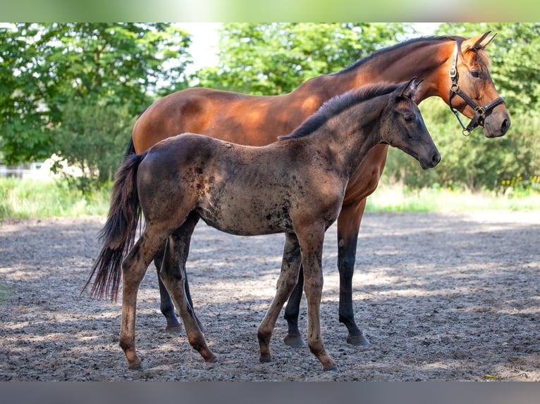 Trakehner Stute Fohlen (05/2025) Schwarzbrauner in Baruth/Mark