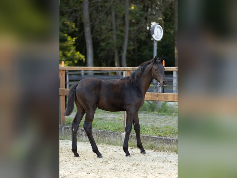 Trakehner Stute Fohlen (05/2026) Schwarzbrauner in Leichlingen